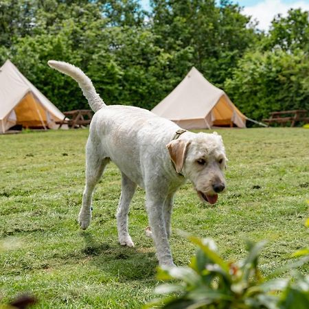 Bell Tent Glamping At Marwell Resort Winchester Eksteriør bilde
