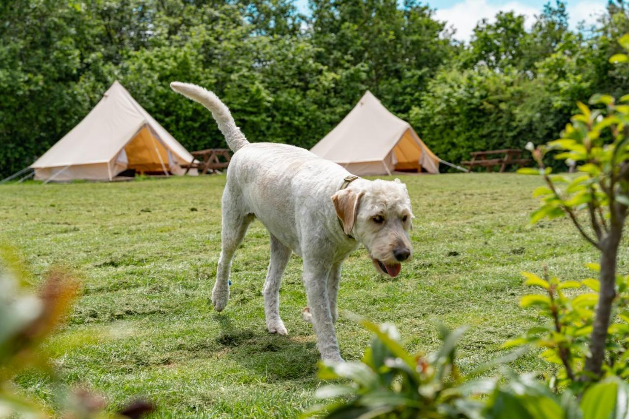 Bell Tent Glamping At Marwell Resort Winchester Eksteriør bilde